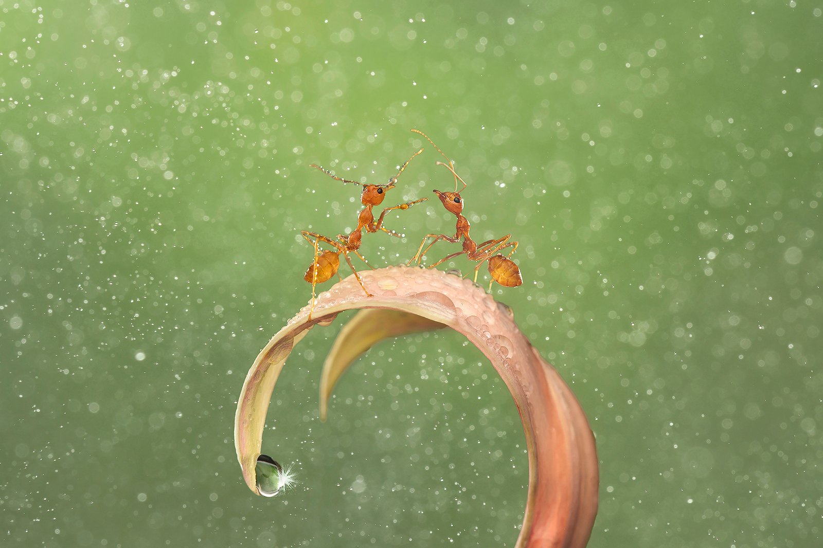 Meeting Up by DIANA CHAN