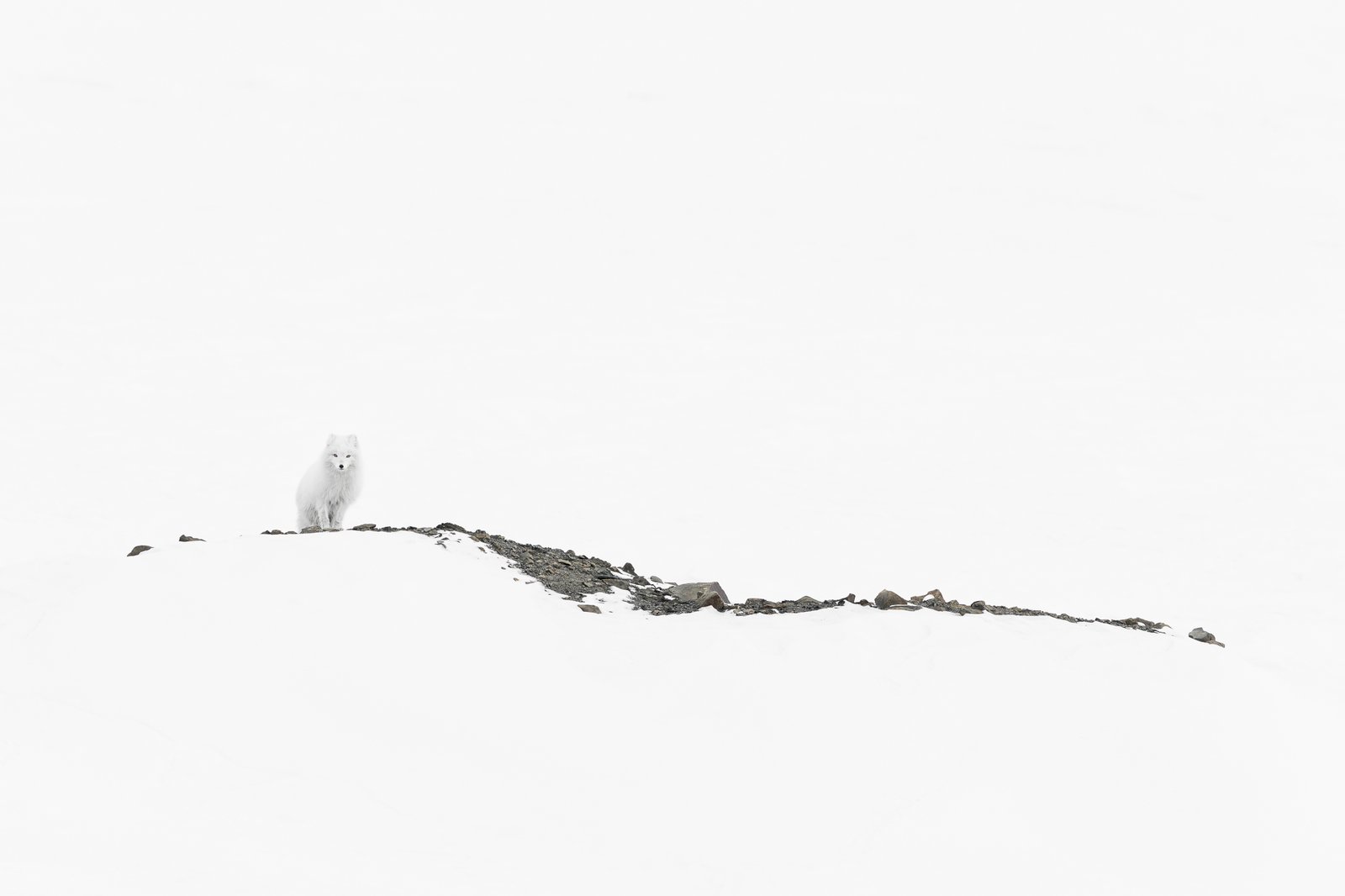 On the Ridge by Joshua Holko