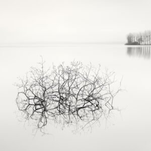 Floating Trees