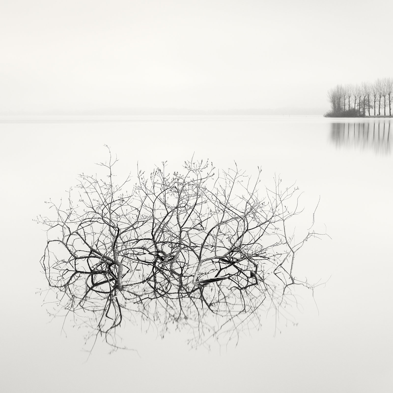 Floating Trees by Rolandas Urbonavicius