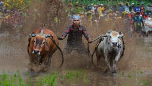 The Pacu Jawi Race