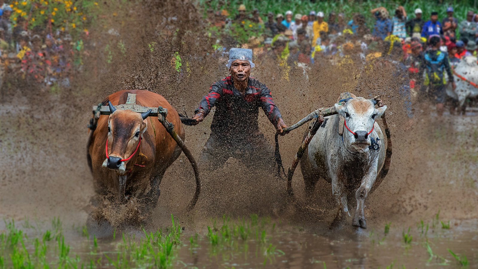 The Pacu Jawi Race by Ahmad Khamis