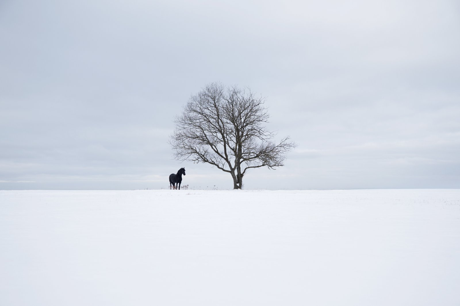 Winter by Denise Strauch