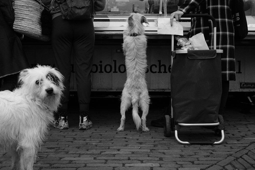 Two dogs wait beside shoppers at a market stall, one standing on its hind legs.